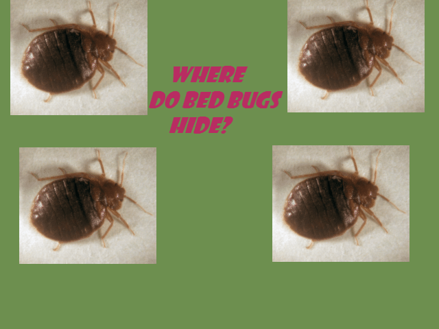 Where Do Bed Bugs Hide? Video from Howcast- Pest Control Plus