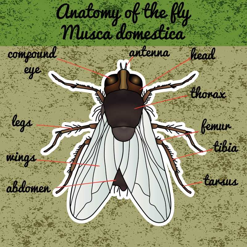 House fly Anatomy