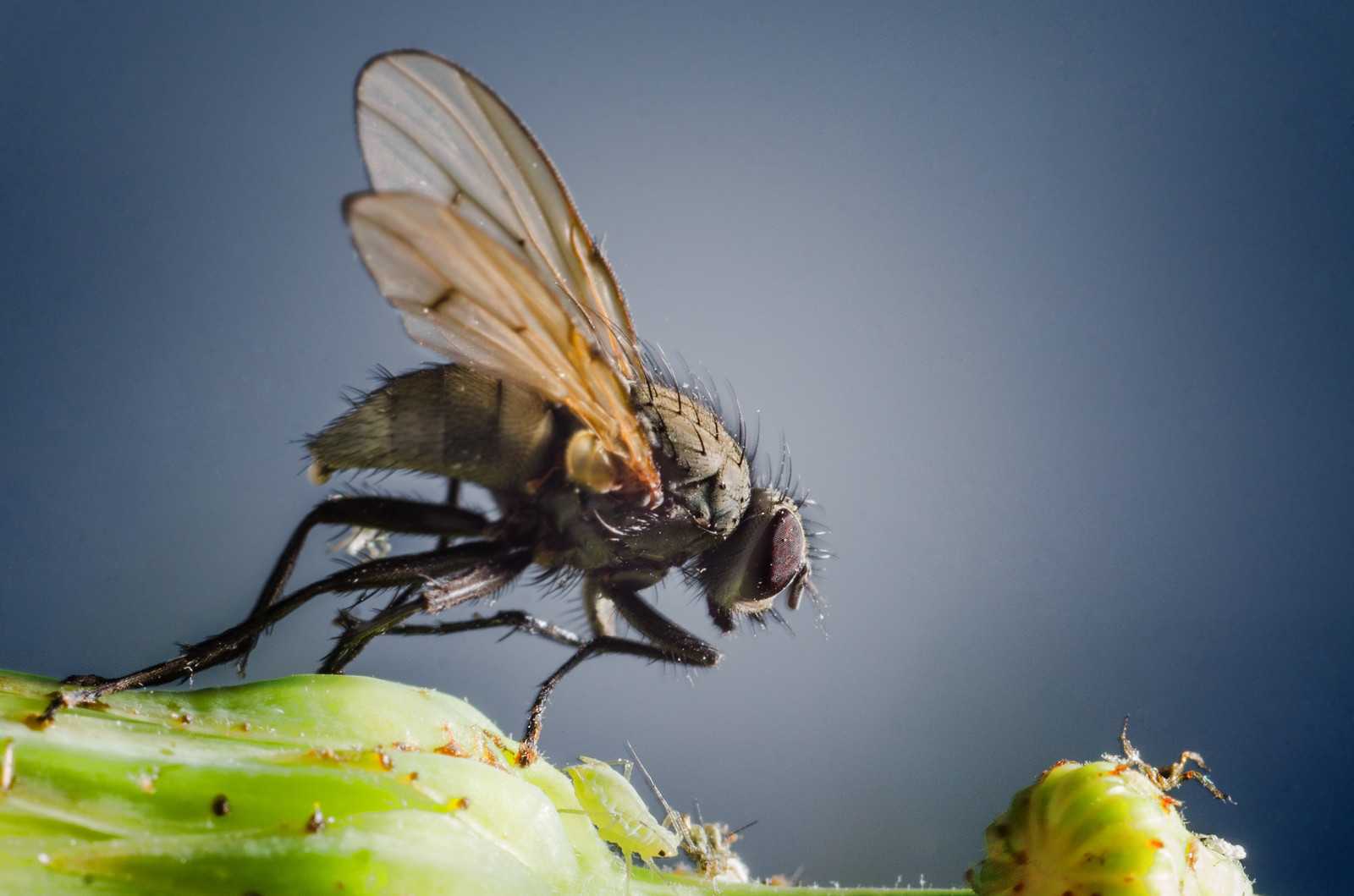 Housefly Anatomy