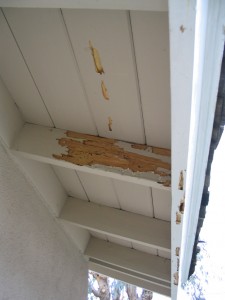 Techniques Used To Detect Dry Wood Termite Infestation
