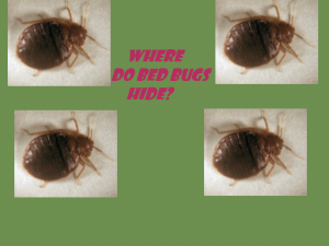 where do bed bugs hide