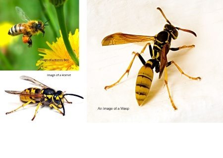 Bees wasps and hornet Image