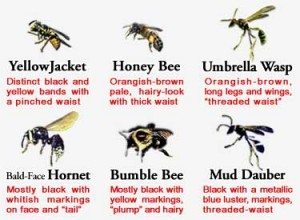 Images of bees, wasps and hornets