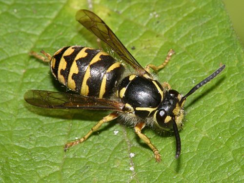 Common Yellow Jacket