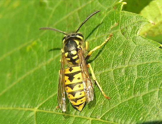 German Yellow Jacket