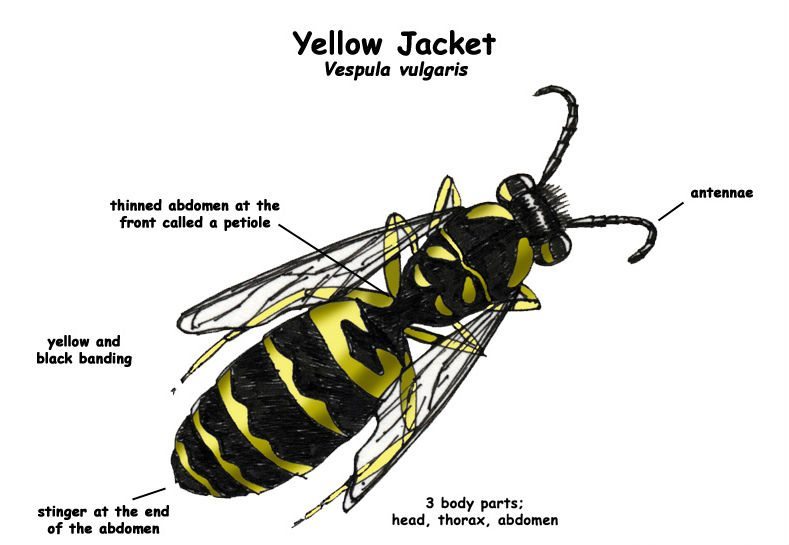 Yellow Jacket Identification notes with image