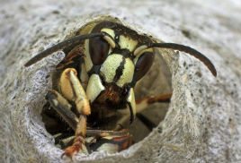 bald faced hornet