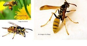Bees wasps and hornet Image